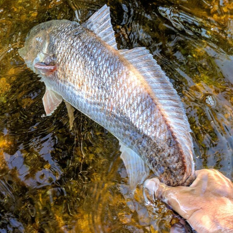 Redfish Release