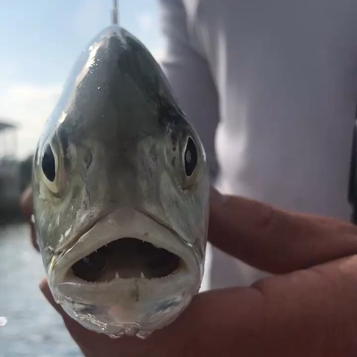 Lil man tried to bite the camera. …              …