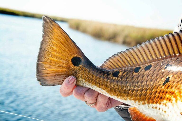 Beautiful color and the spots on this redfish