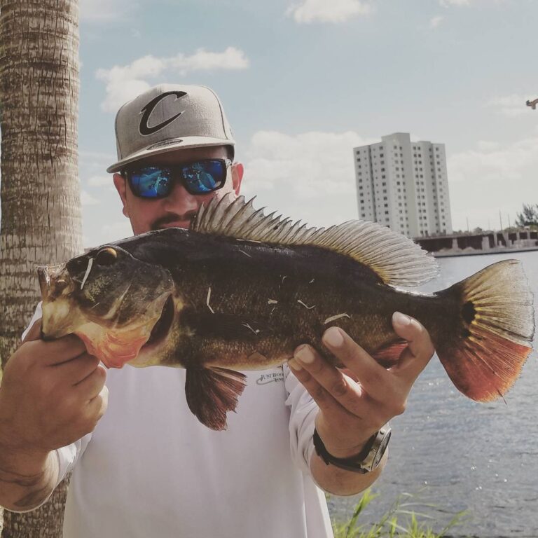 Dark water Peacock Bass in Miami