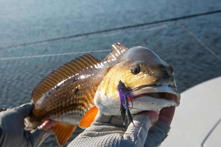 Greedy redfish