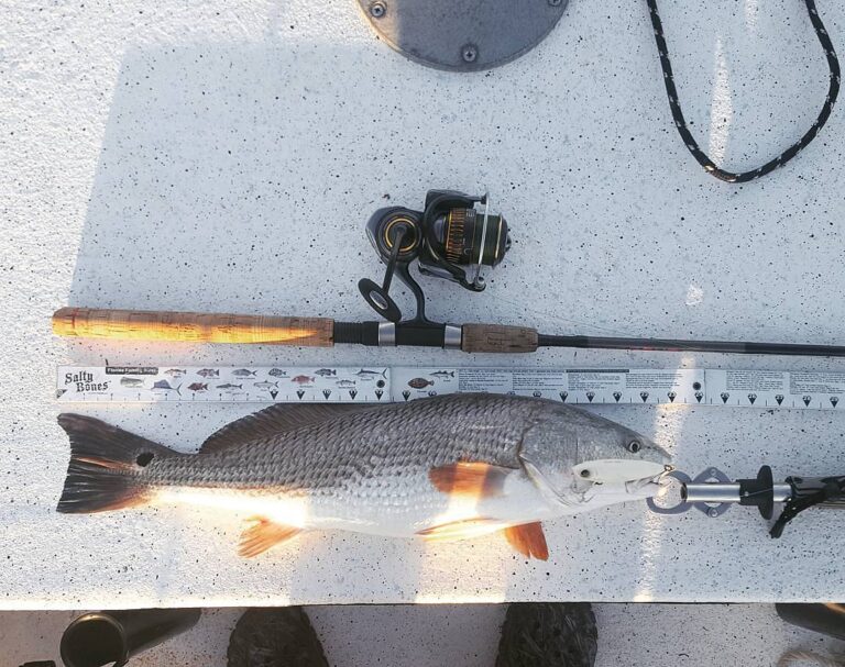 Mosquite Lagoon Redfish