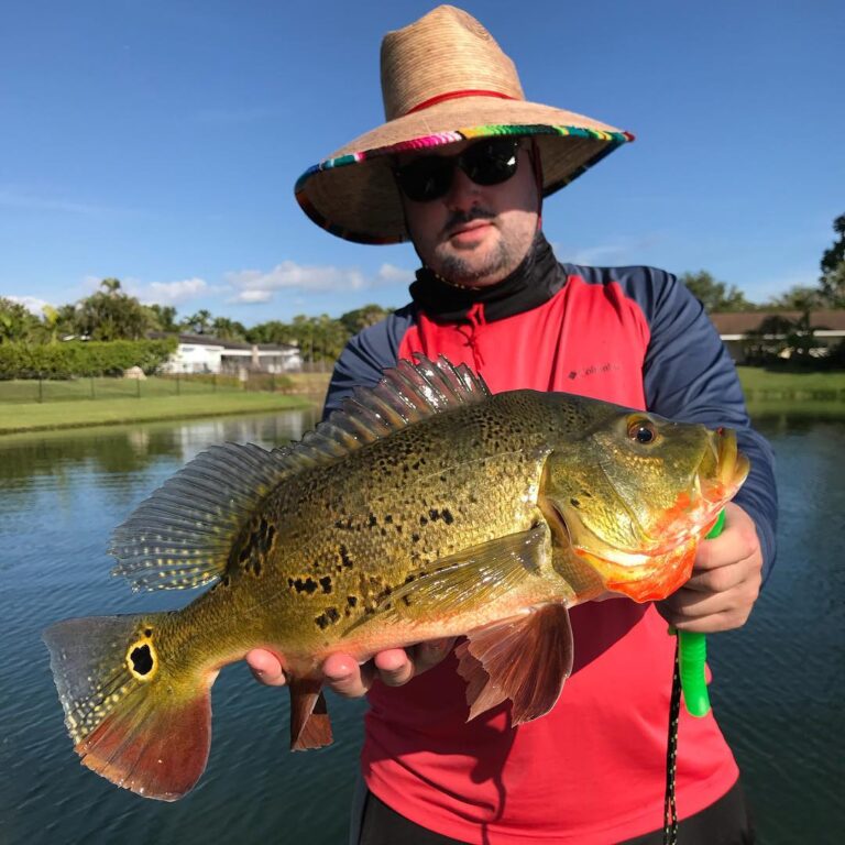 Fat Peacock Bass!