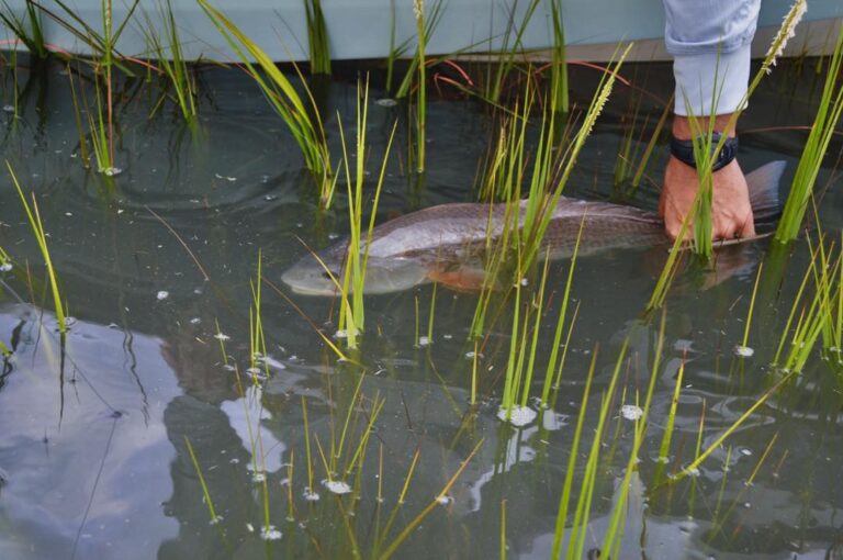 Cool redfish release