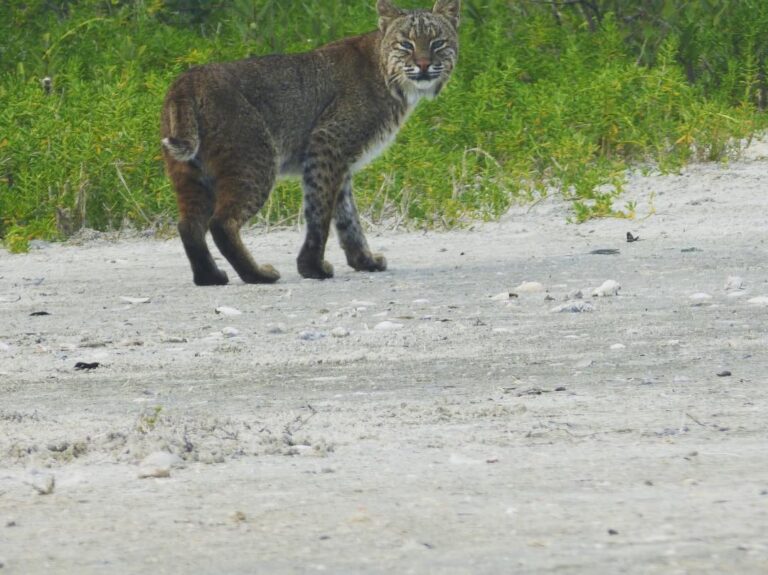 Big cat out for a stroll