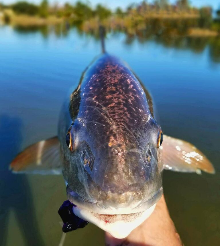 Eyes on you, Redfish