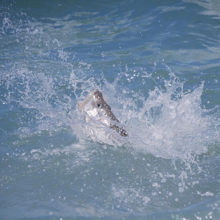 Tarpon Splash down