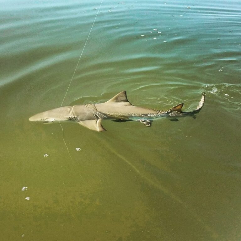 Tax man was following the boat so we casted at him!              …