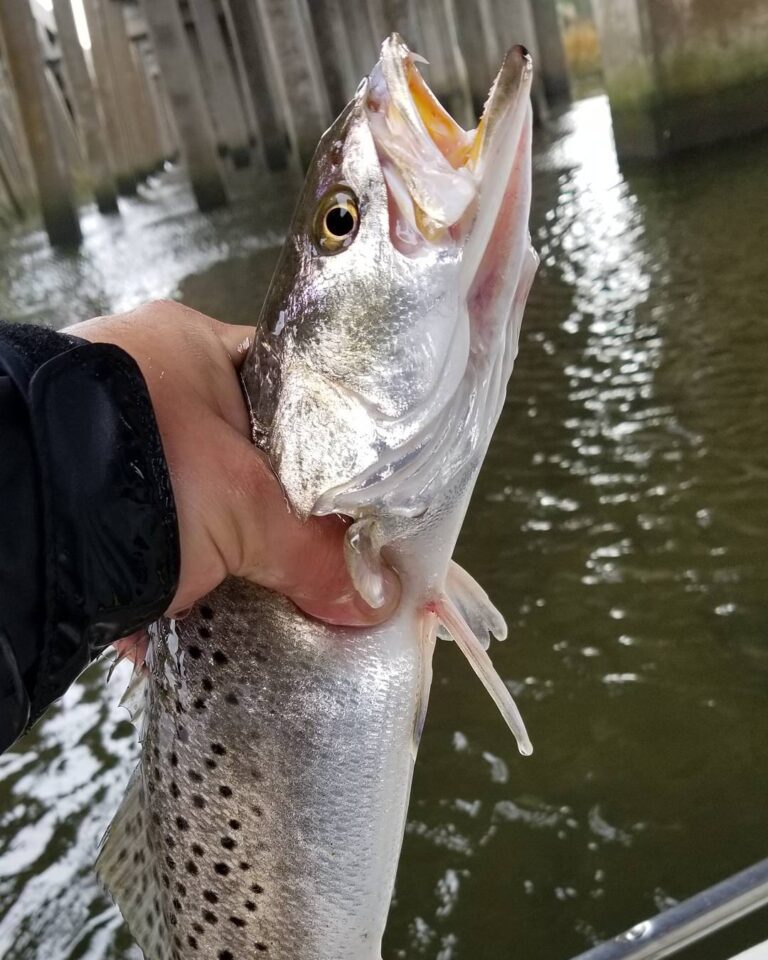 That speckled trout tooth though