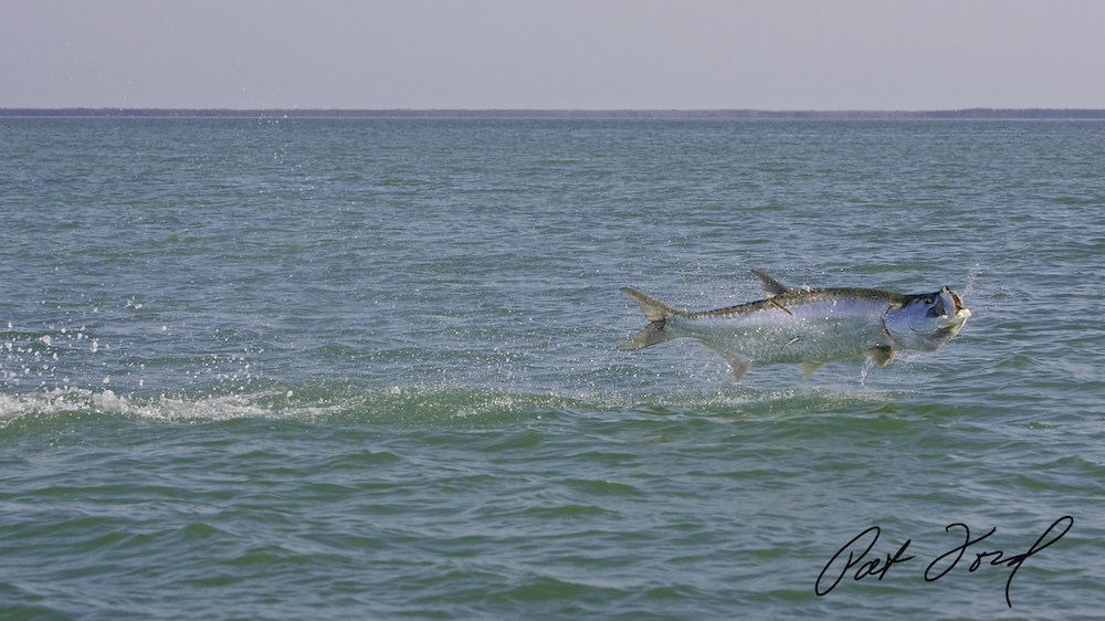 Tarpon Fishing in Florida