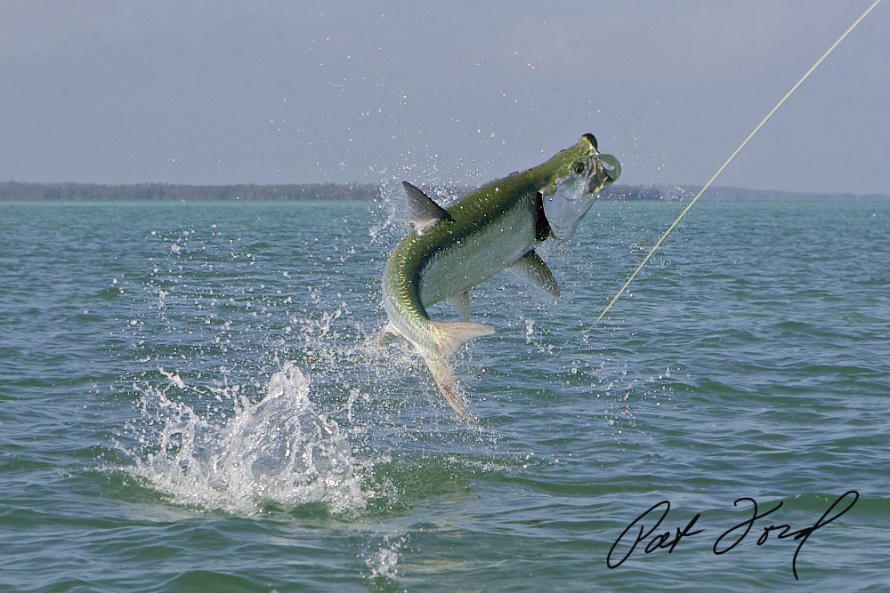 Tarpon Florida Fishing