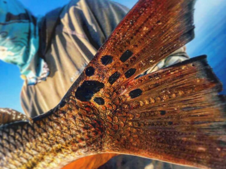 Split tail Redfish?