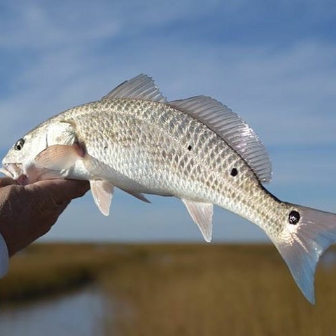 Those blue redfish tails tho’