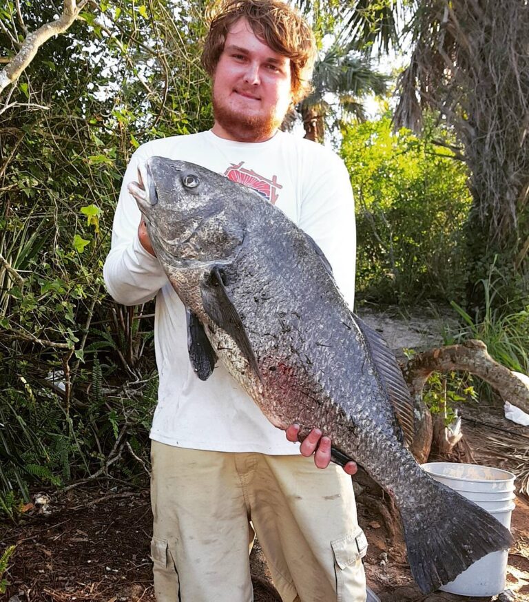 Big ole’ Black Drum