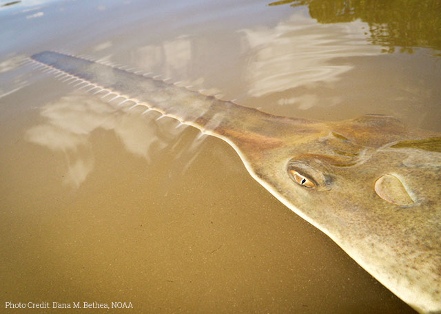 Sawfish: A Global Strategy for Conservation