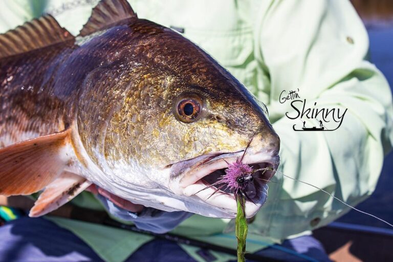 Deer hair flies bring the redfish to the yard!