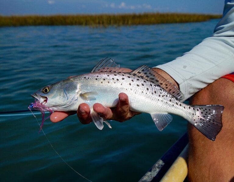 Sea trout bite is on fire! …                      …