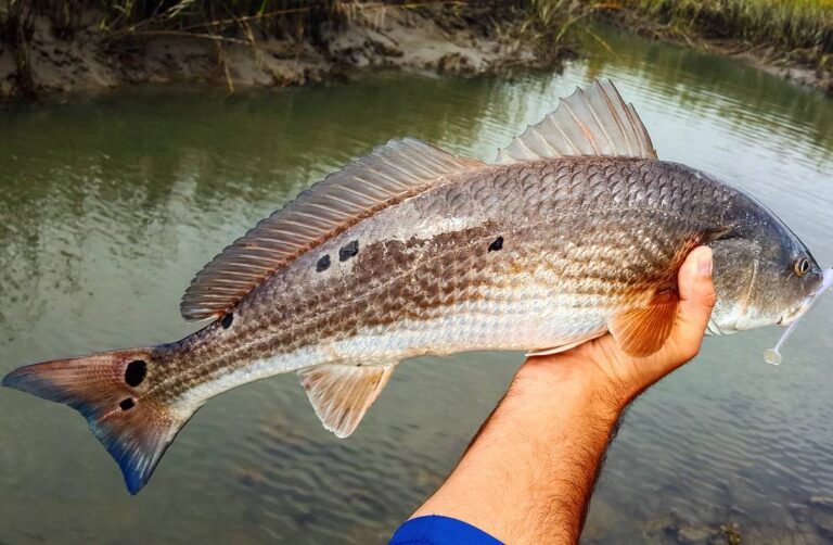 Man were the redfish chewing today