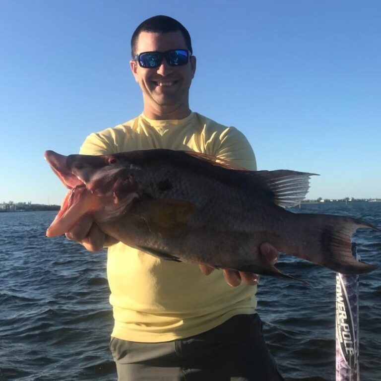 Stud Hogfish from today.