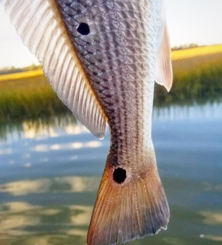 The best days are spent chasing tail