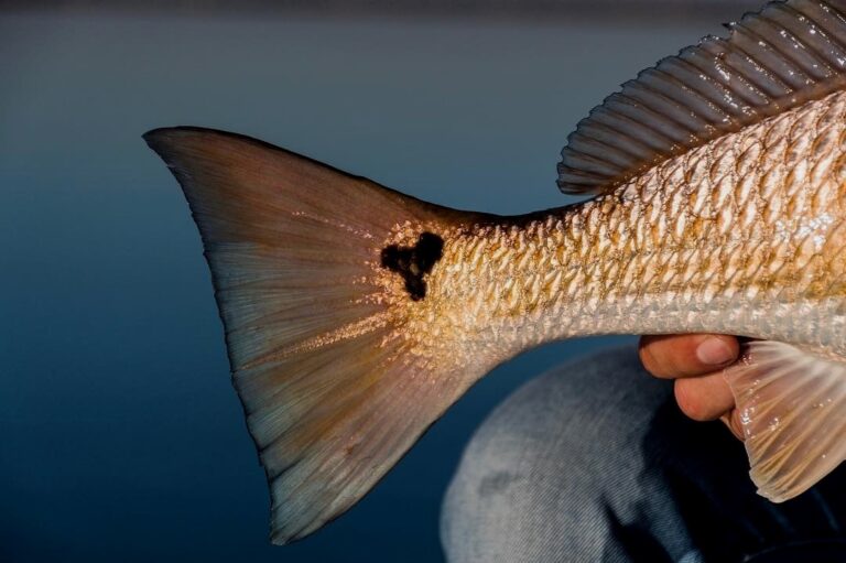 Fidget spinner or Mickey Mouse redfish?