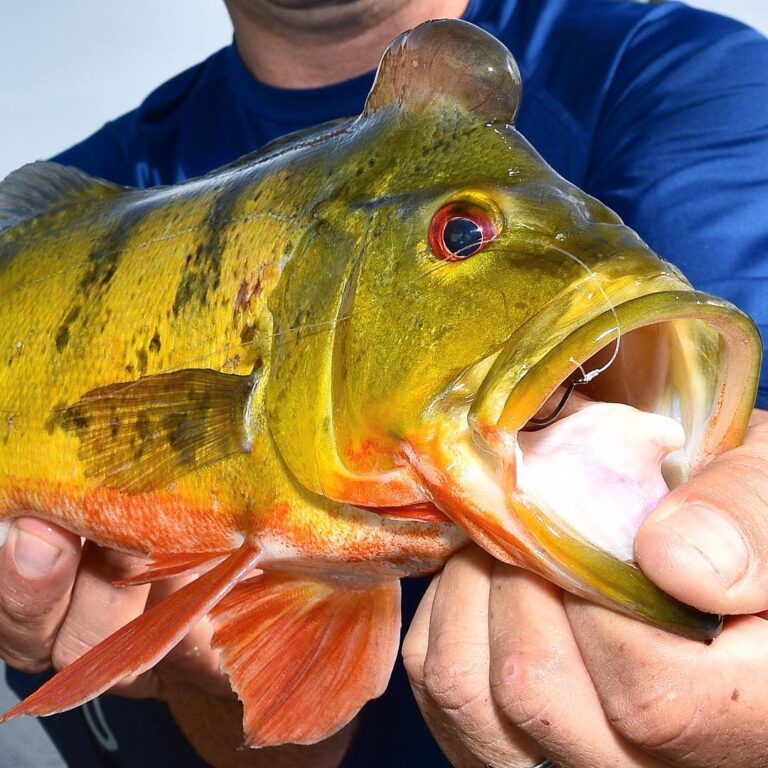 Awesome Palm Beach Peacock Bass