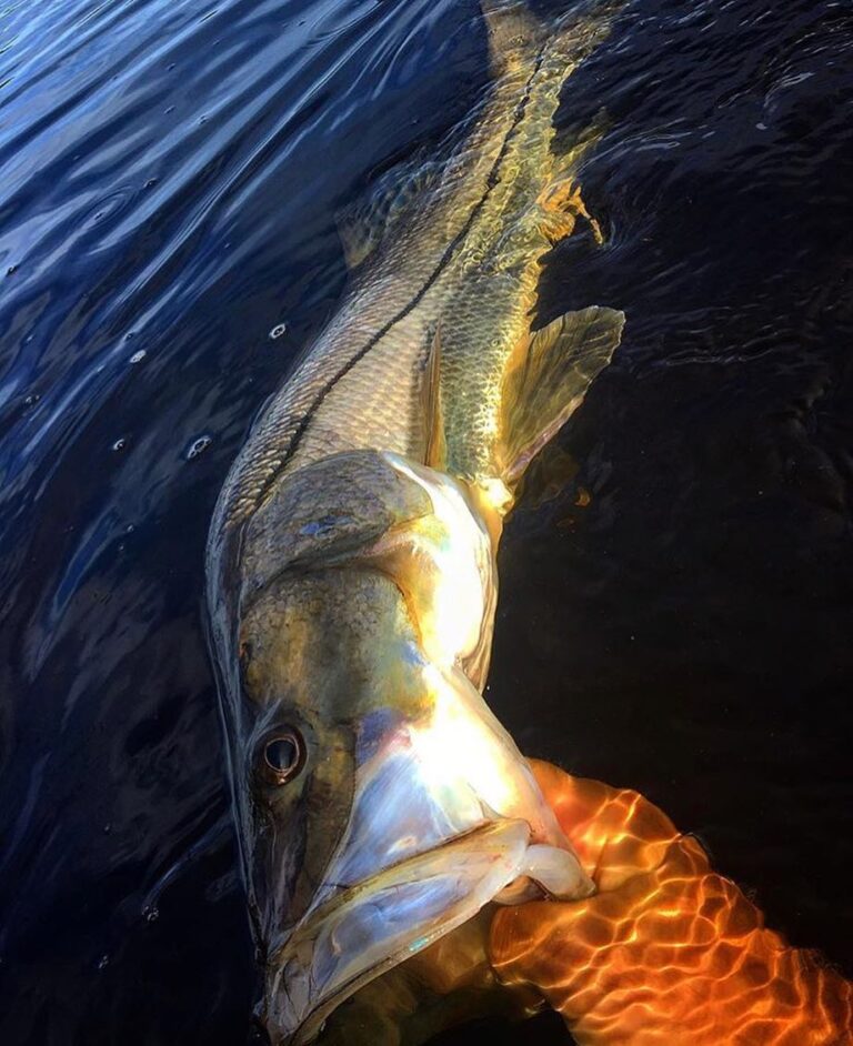 @alexfischer85 releasing an awesome 32 inch snook