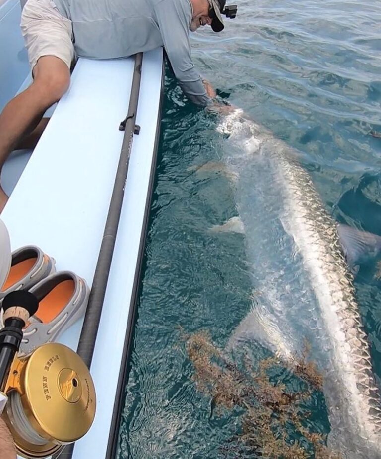 @the_ktdiaries @chittum_skiffs massive tarpon