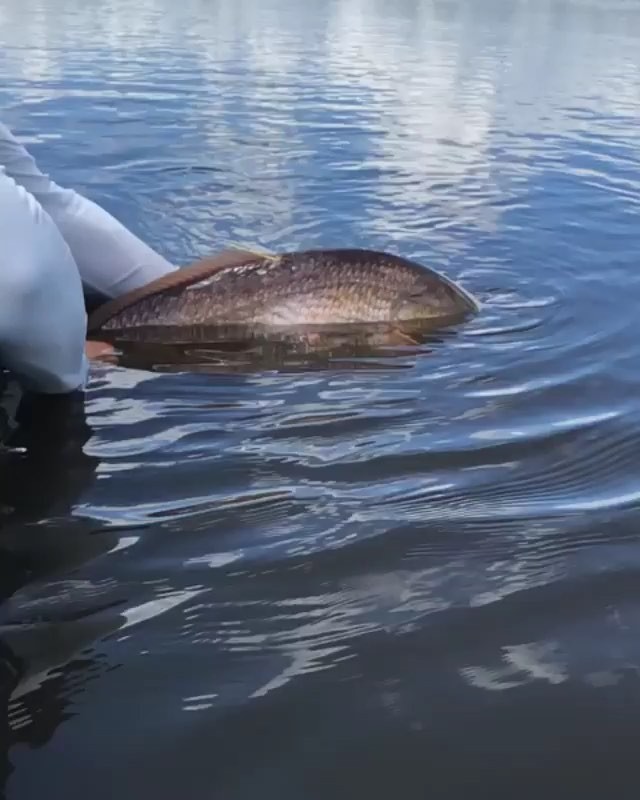 Sweet Redfish Release Video