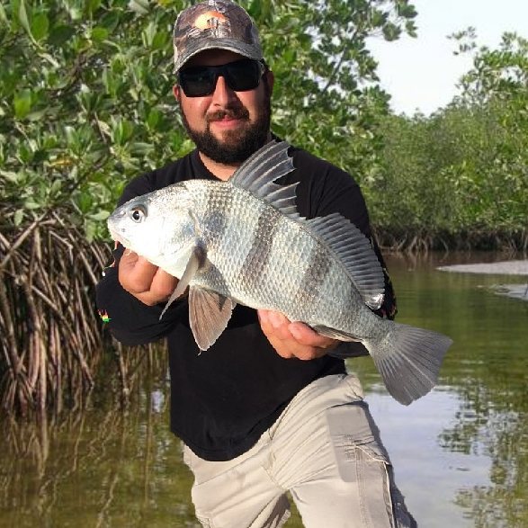 Great species pic of a black drum