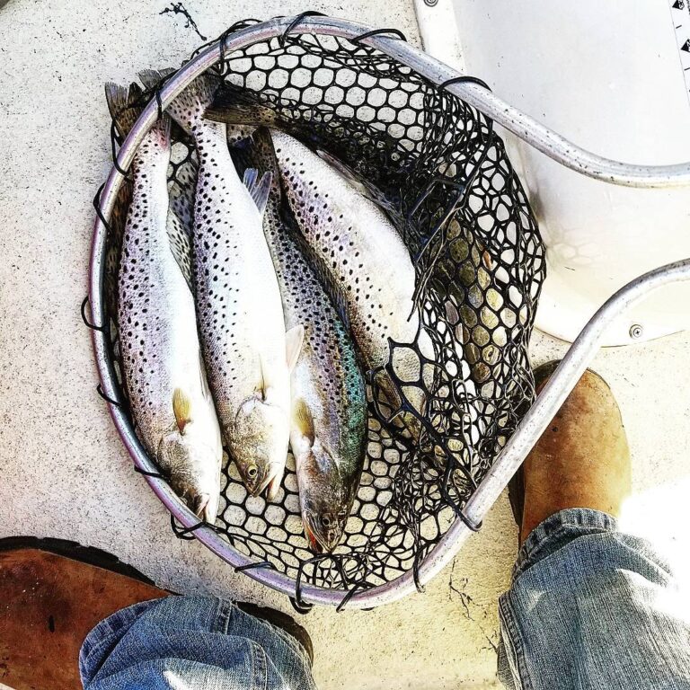 Basket of specks for dinner!