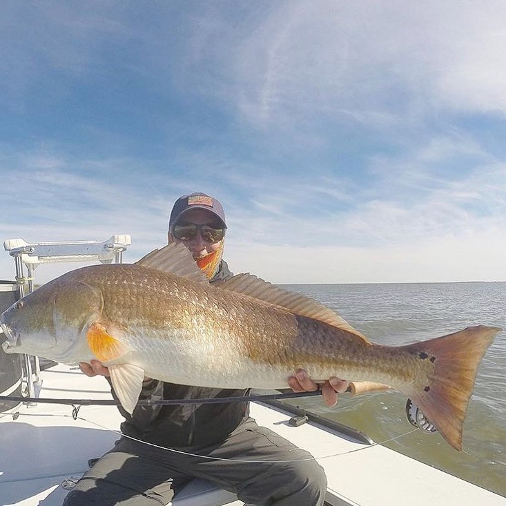 Big bull redfish hauled in by @shallowwaterfly