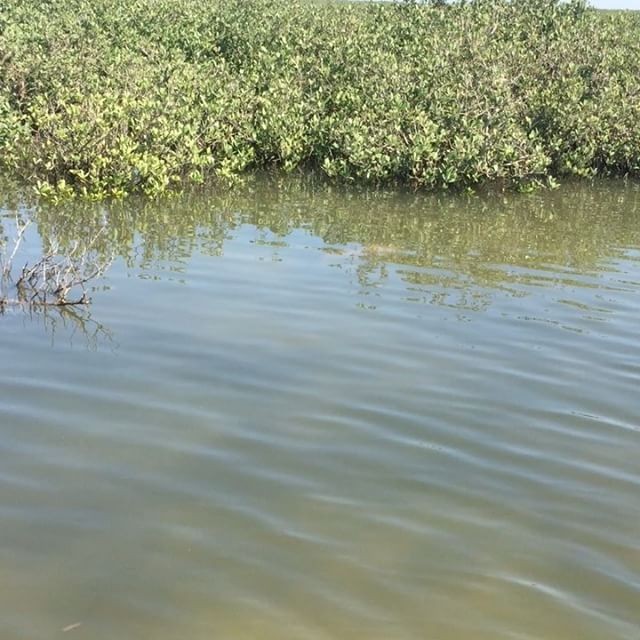 Video: Can you spot the Texas Redfish creepin’?