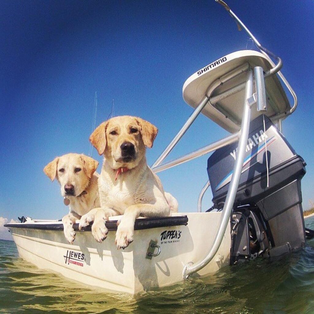 It's  and we are celebrating with a picture of a couple of labs on a Lappy. Than...