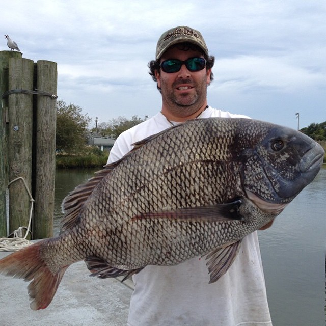 Dave Walker new State Record Sheepshead