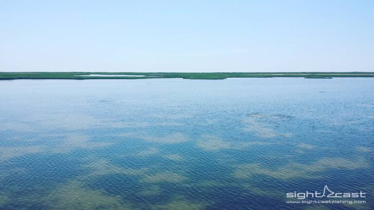 How many pods of redfish can you count?