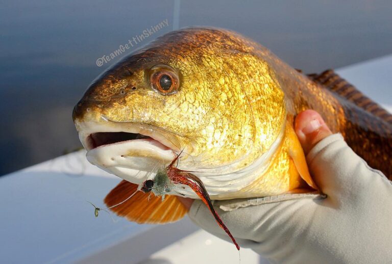 Redfish smiling nicely for the camera!