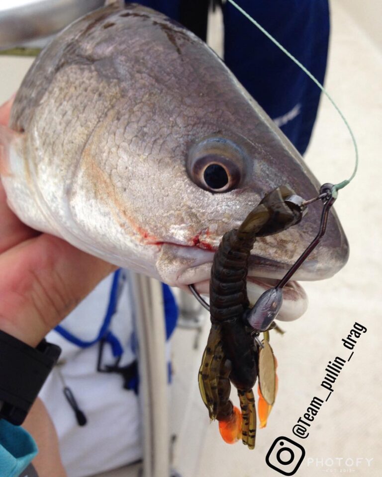 Redfish caught with Crawdadz in Green Pumpkin/orange claws