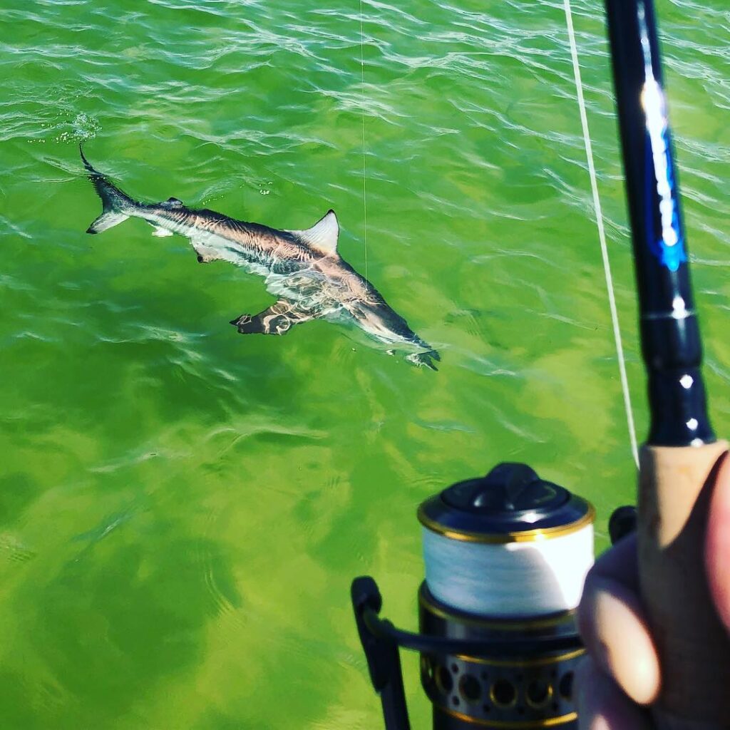 Went 3 for 6 sight fishing blacktips off the beach with   and  They were super a