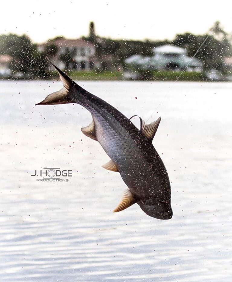 Tarpon Acrobatics Never Get Old