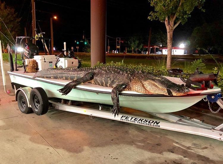 @tampaflygirl 17’6” @beavertailskiffs with a dinosaur passenger!