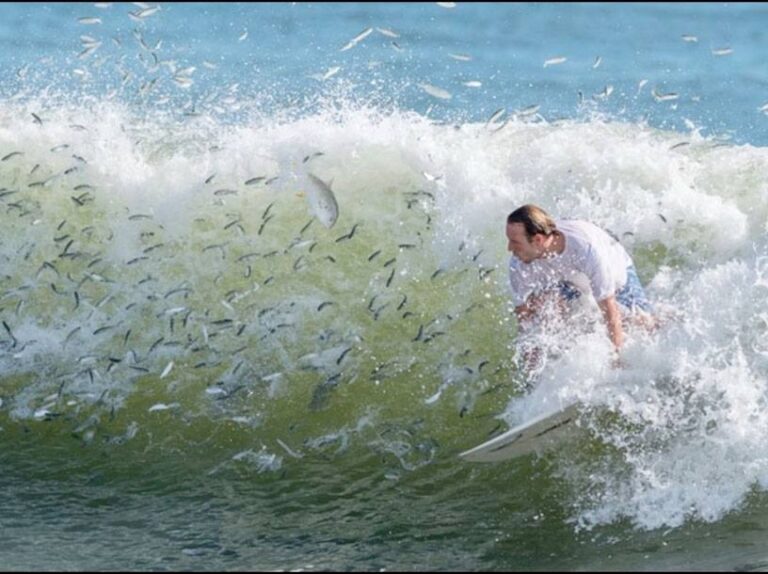 Tough Competition when the Mullet Run