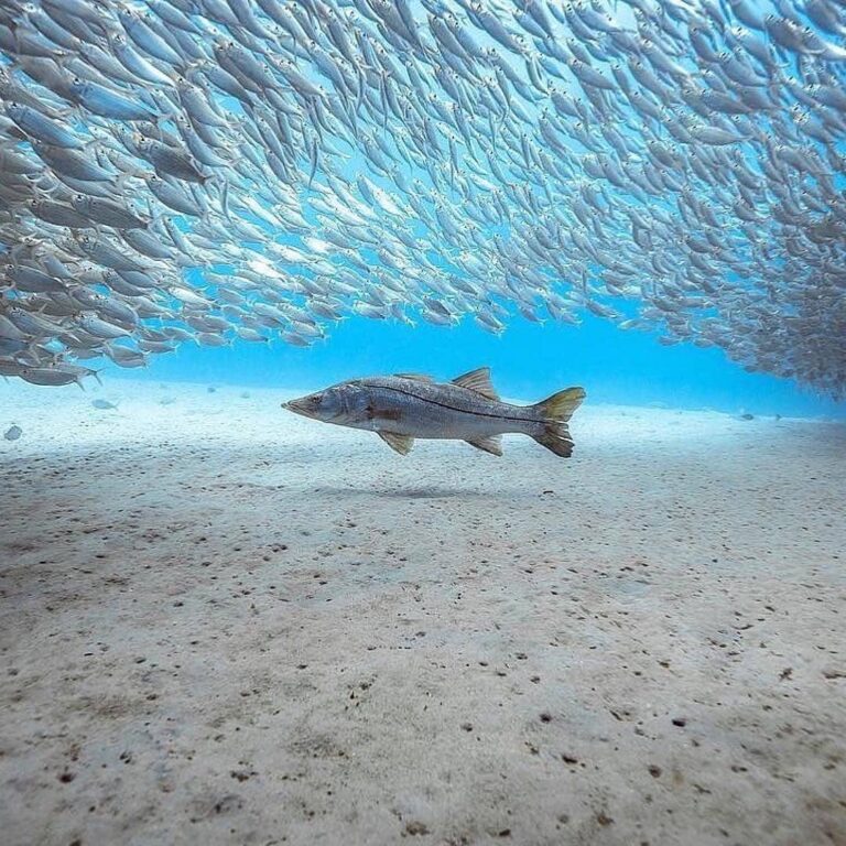 Juno Beach Snook