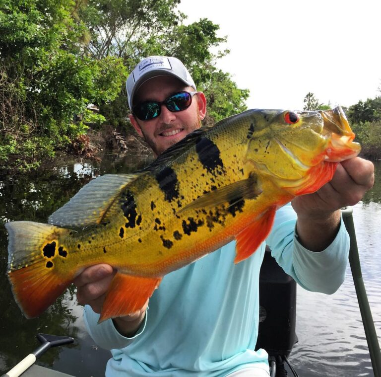 Biggest Golden ghetto (Peacock Bass) to date