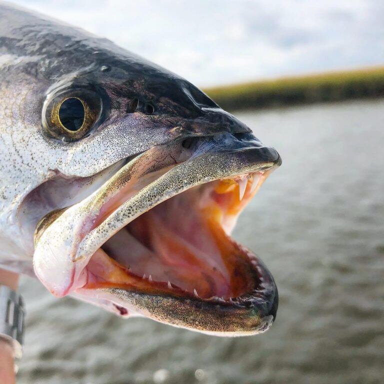 Speckles on speckles