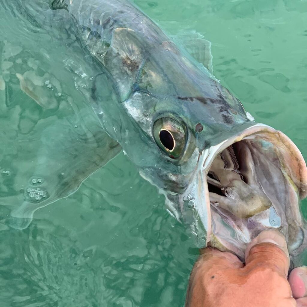 Epic day on the water in  busting tarpon on light tackle