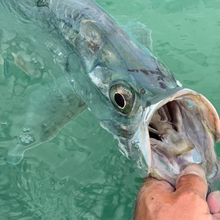 Busting tarpon on light tackle