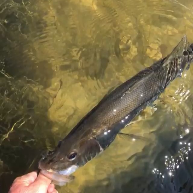 Thumb sucker snook