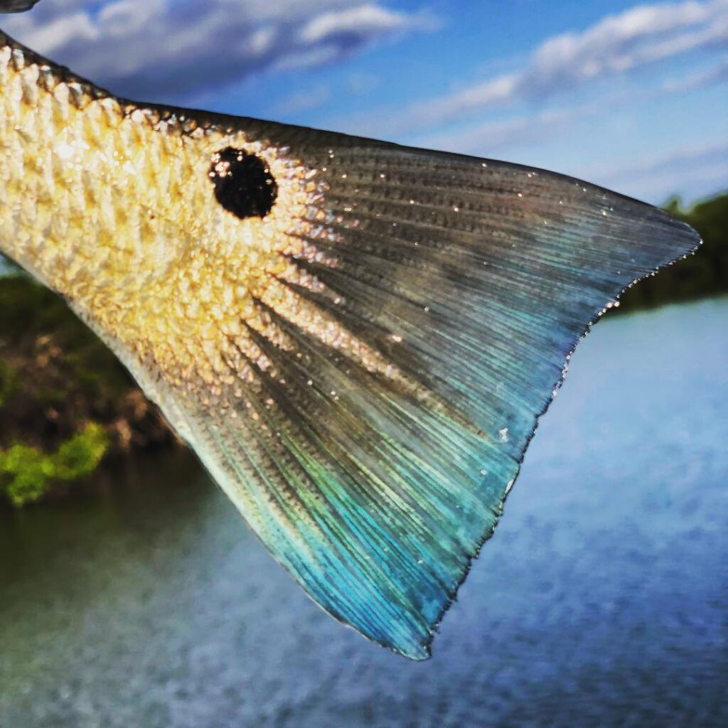 Love those blue tails! Schoolie redfish have invaded the backwaters, we’ve caugh