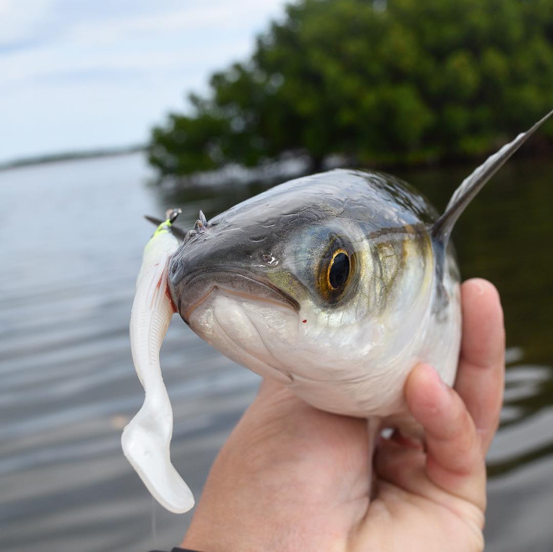 Solid mullet bite today, are they evolving? Is it global warming ? Did I snag hi